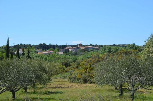 a row of olive trees in a field at Maison Minervoise in Aigne