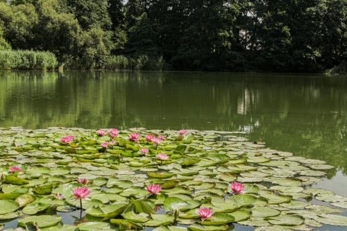 a pond with pink flowers and lily pads at Tóvidéki Kisház Nyírjes in Nyírjespuszta