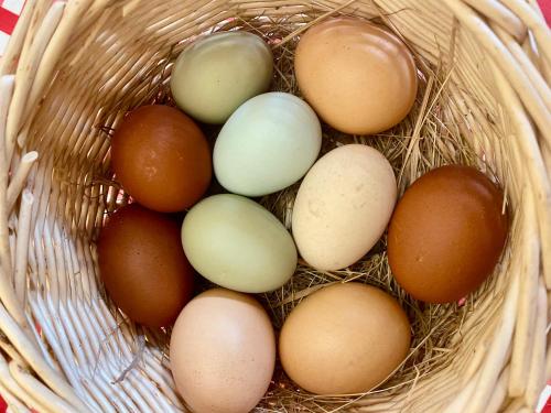 une grappe d’œufs dans un panier dans l'établissement Le Clos de l’Ermitage, à Saint-Josse