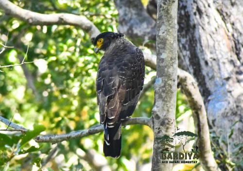 Gallery image of Bardiya Eco Safary Homestay in Bhurkīā