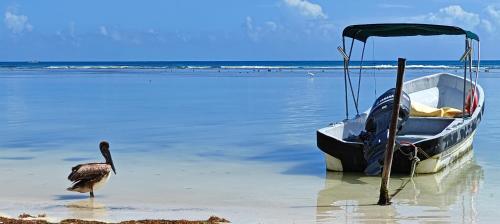 a bird standing next to a boat on the beach at Tu Departamento en Mahahual in Mahahual