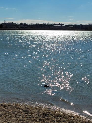 a dog swimming in the water on a beach at J2Velence Apartman in Velence
