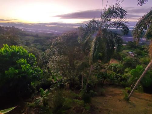 a view of a jungle with palm trees at Suite vista hermosa apartament in Macas