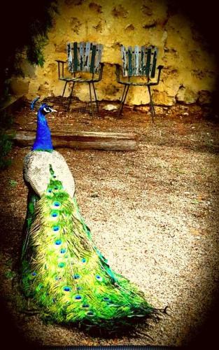 a peacock standing on the ground next to two chairs at A La Folly too The Old Workshop in Murray Bridge