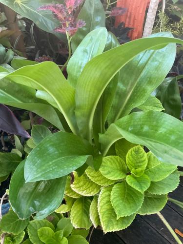 a green plant with large green leaves at Tidododesiles in Bouillante
