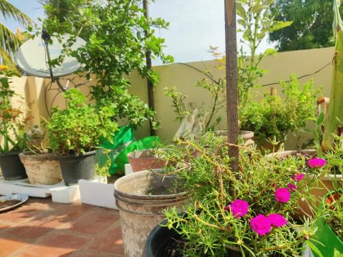 a group of potted plants on a patio at Maison Douce in Chennai