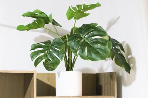 a green plant in a white pot on a shelf at Amelia Inn Apartment in Managua