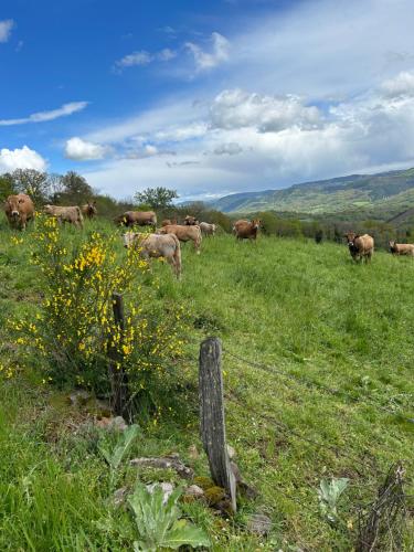 a herd of cows grazing in a field of grass at LE DOMAINE DU BEZ GITE DE michel PISCINE SAUNA HAMMAM SPA in Saint-Laurent-dʼOlt