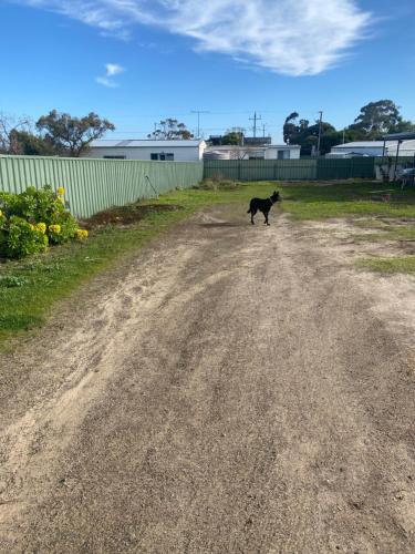 a black dog walking across a dirt road at Baudin Beach Holiday Units in Baudin Beach