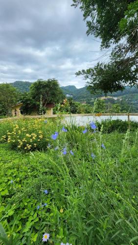 a field of flowers with a lake in the background at Flora Prairie at Mae Rim, Chiang Mai in Ban Tai
