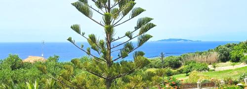 a pine tree with the ocean in the background at ClaudiAgapi Apartments Korfu in Agios Stefanos