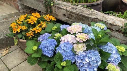 a bunch of colorful flowers in a flower pot at Large family room near Metro Taipei station for comfort and convenience, where 5 can relax and create unforgettable moments in Taipei