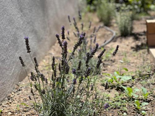 a bunch of purple flowers growing next to a rock at Une nuit en Luberon in Puyvert