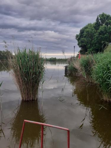 a body of water with grass in the middle at Borostyán Vendégház in Tiszaug