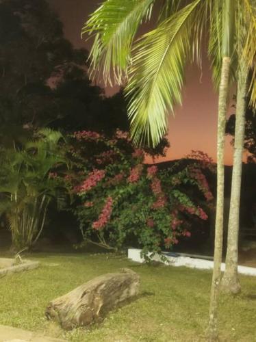 a palm tree and a bush with pink flowers at Exclusivo Haras Marilu! in Atibaia