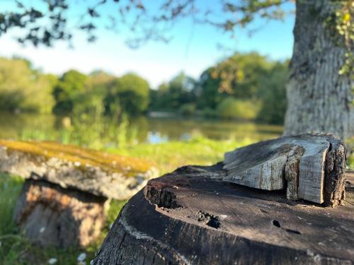 a wooden bench sitting in front of a tree at Le Domaine de la Vergnolle in Roches