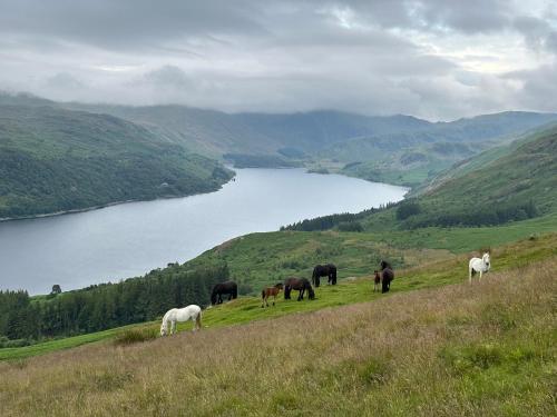 a group of horses grazing on a hill near a lake at Wild boar barn in Bampton