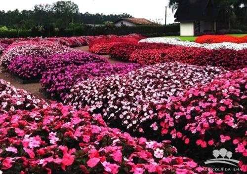 Zahrada ubytování Apartamento Cidade das Flores