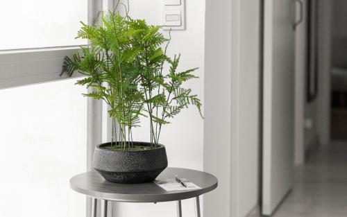 a plant sitting on a table next to a window at Lit Living Deluxe Apartments Wörth - Parking - Box Spring - BBQ - Balcony in Wörth am Rhein