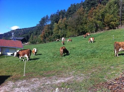 a herd of cows grazing in a field of grass at Appartament Eichnerhof in Chienes
