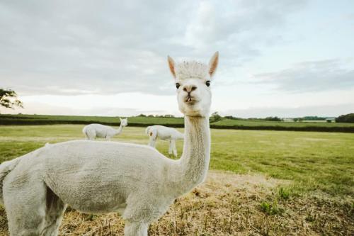 a white ostrich standing in a field with other animals at The Stable- Hopewell in Bristol