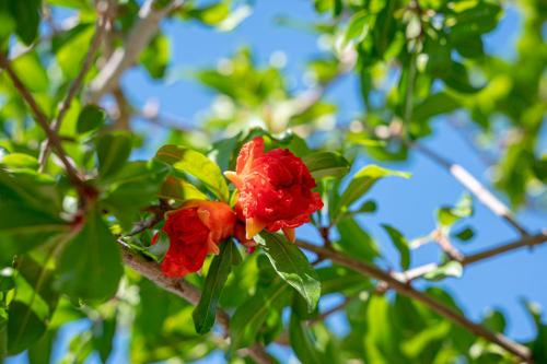 a red flower on a tree with green leaves at Alhena Pavilion in Bouzéïka
