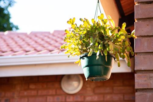 a plant in a pot hanging from a window at The Affectionate One in Louis Trichardt