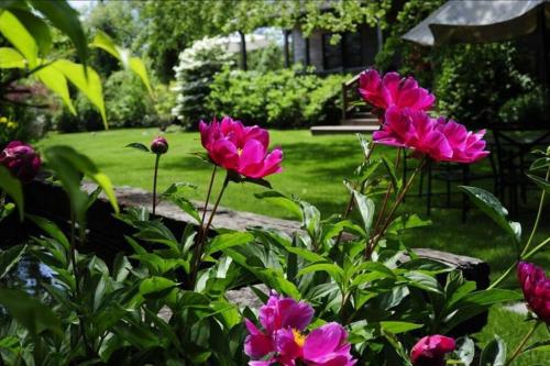a group of pink flowers in a garden at 4BR 3BA Hot Tub Media room Weekly rates in Montauk