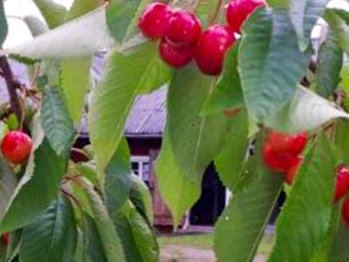 Gambar di galeri bagi 4 person holiday home in HOVMANTORP di Hovmantorp
