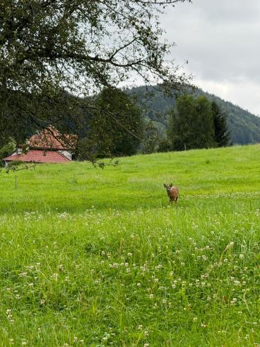 a animal standing in a field of grass at Anitas Landerlebnis in Eggersriet