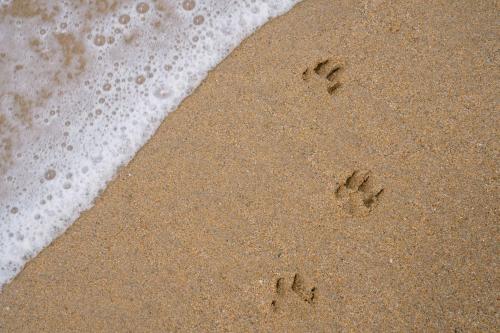 a pair of footprints in the sand next to the ocean at Costanoa in Pescadero