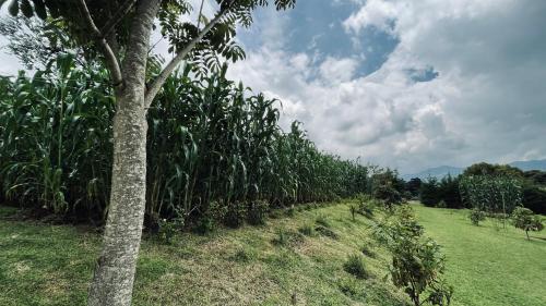 a row of corn plantations with a palm tree at Espacio Milpas Altas in Santa Lucía Milpas Altas