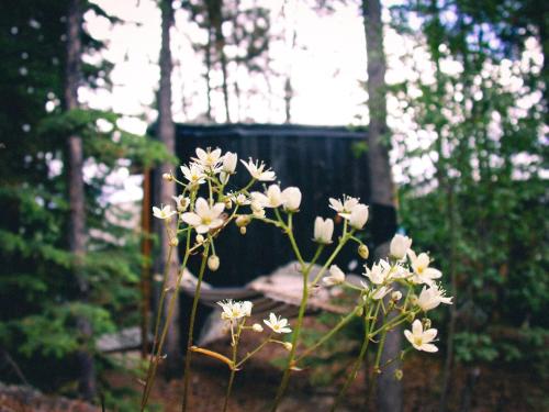 a bunch of white flowers in front of a bench at Black Spruce - Orange Door in Whitehorse