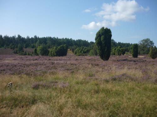 a tree in the middle of a field at Ferienwohnungen Heideidylle in Amelinghausen