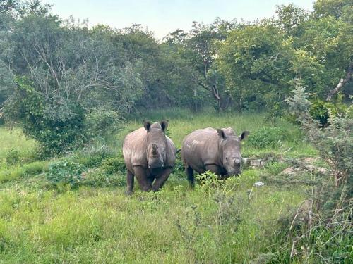 Gallery image of AM Lodge - Hoedspruit in Hoedspruit
