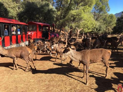 a herd of deer walking next to a red train at Casa Sierra in La Puerta de Segura
