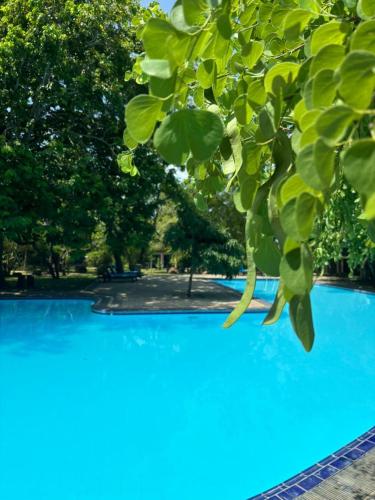 a blue swimming pool with trees in the background at Hotel Elephant Reach in Yala