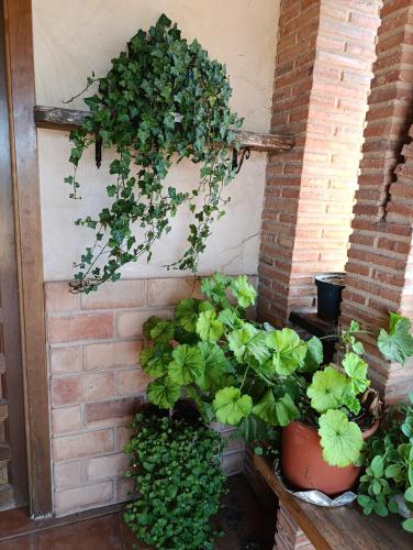 Κήπος έξω από το Casa Rural Teruel Alfambra LA DESHILLA