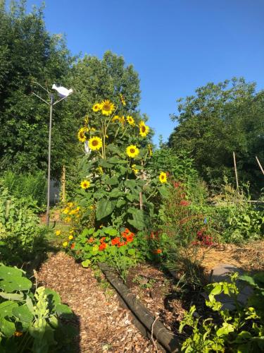 un jardin rempli de tournesols dans l'établissement Chambre à l’étage, à La Brousse