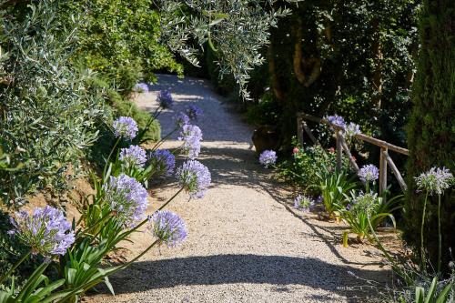 a garden with purple flowers on a path at Il Vecchio Milipano in Montepulciano