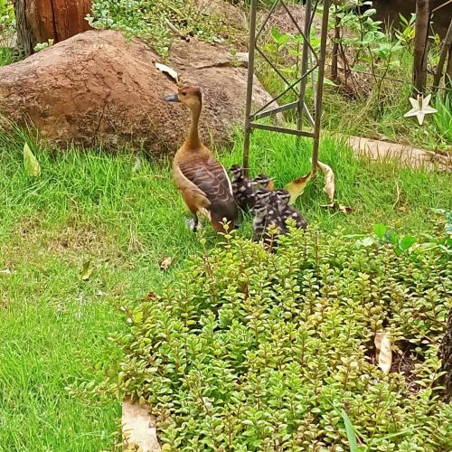 Binatang di homestay atau berdekatan