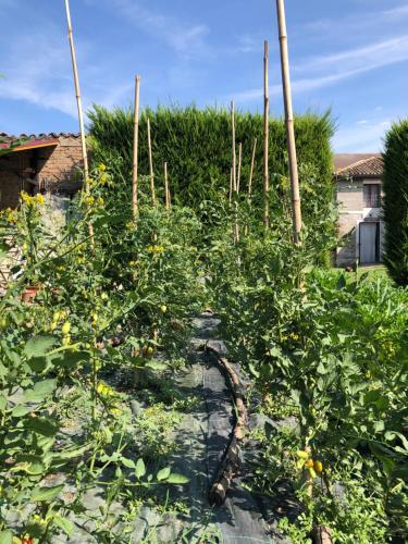 a garden filled with lots of green plants at Villa Margherita Ecolodge in Crespino
