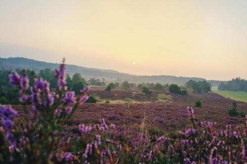 a field of purple flowers with the sunset in the background at Heide Ferien - Hof Bockelmann in Bispingen