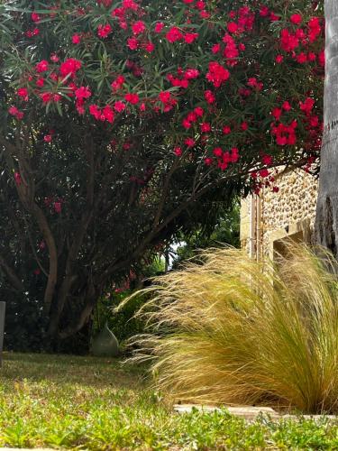 a bush of red flowers on a tree at Chambres d'hôtes la Soulenque Luxury B & B in Capestang