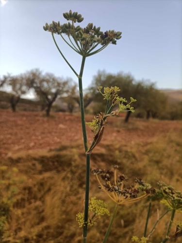 a flower is growing in the middle of a field at El mirador del río de Arnedillo in Arnedillo