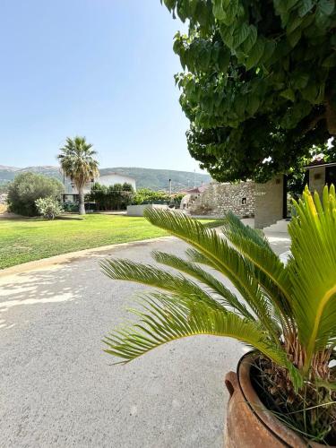 a plant in a pot sitting on a sidewalk at Ktimaoliva1 in Nafpaktos