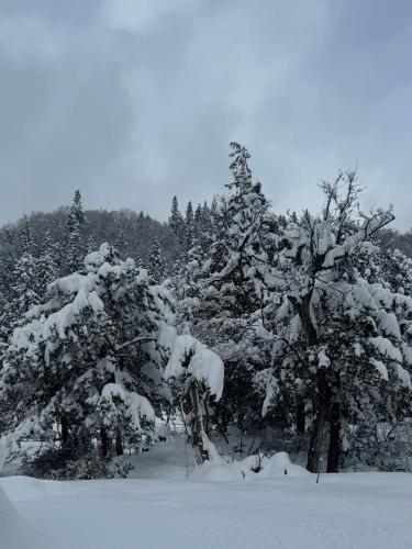 a group of trees covered in snow at Yama Lodge Madarao in Madarao Kogen