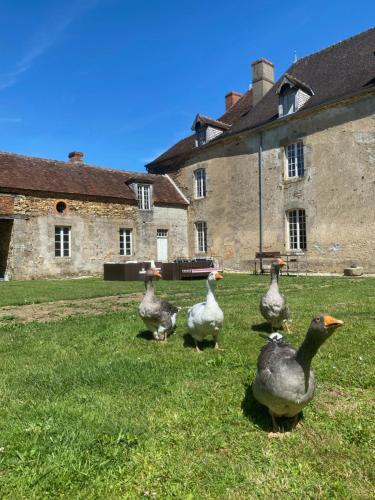 un groupe de canards marchant dans l'herbe devant un bâtiment dans l'établissement Chateau de Grandsagne, à Bonnat