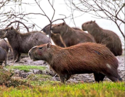 a group of brown animals standing in a field at Glamping Villas del Llano in Villavicencio