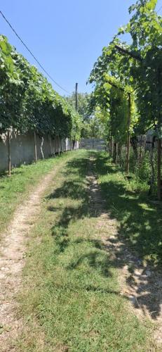 a dirt road with trees on the side of it at Villa Alisubani in Tʼerjola